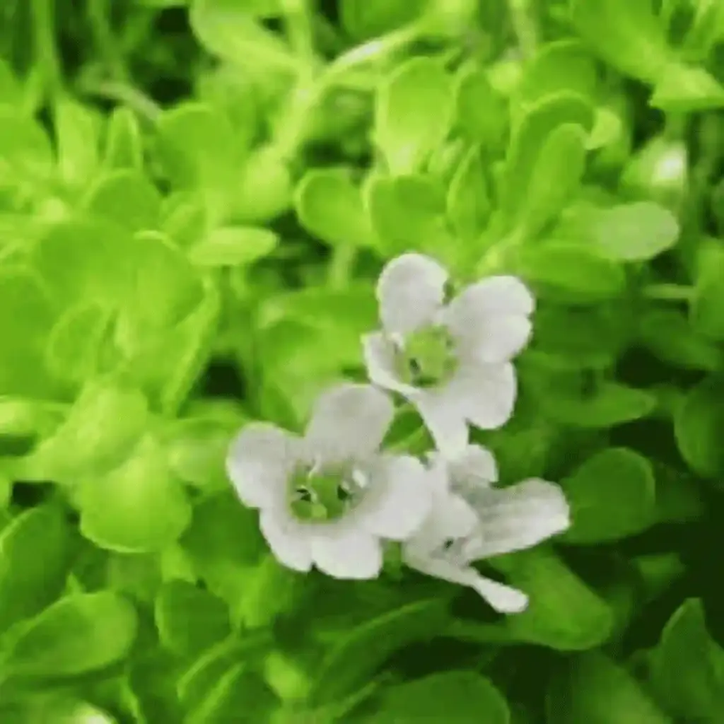 bacopa monnieri
