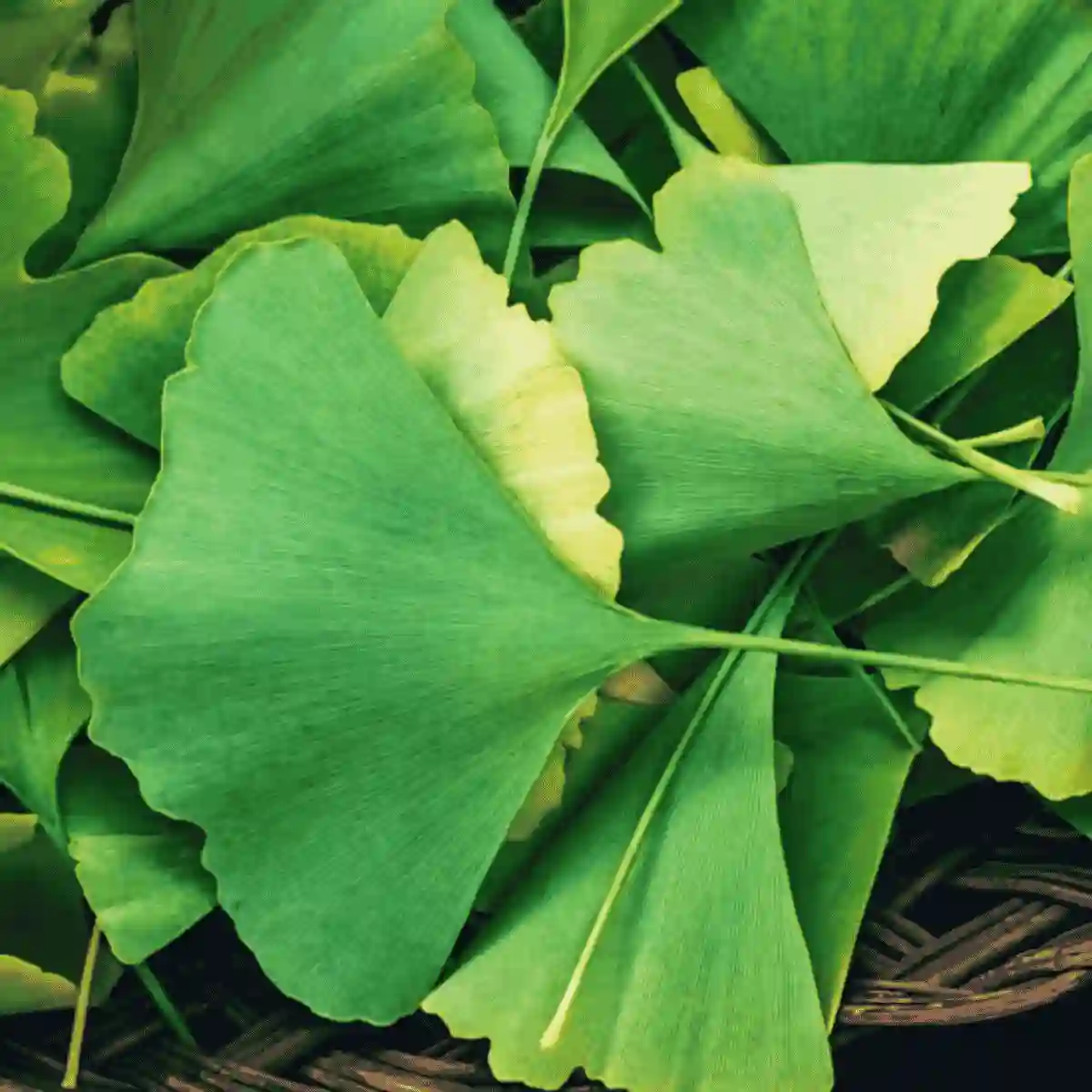 ginkgo biloba