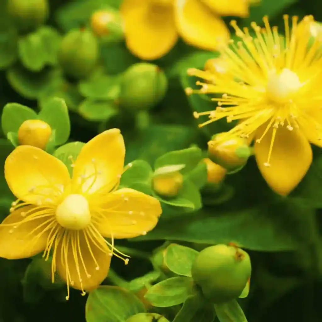 st-johns wort