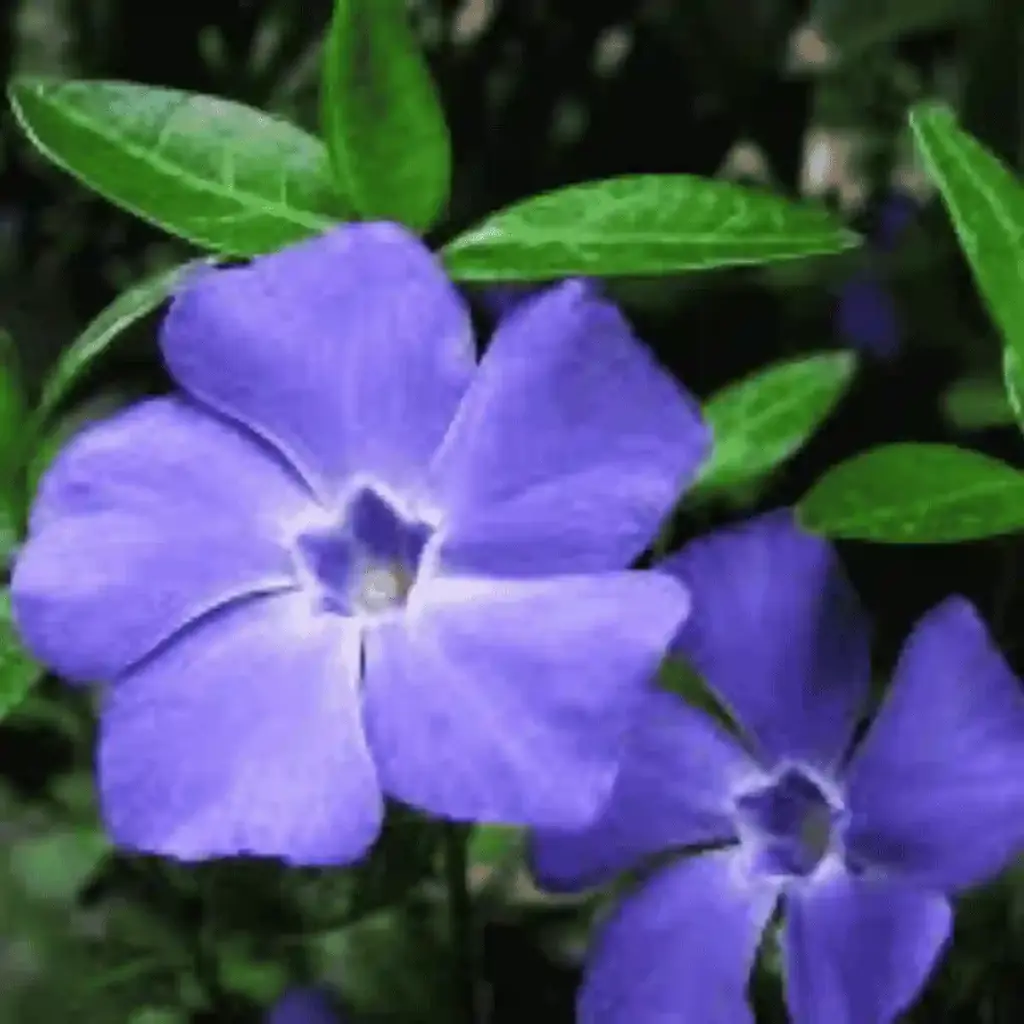 vinpocetine